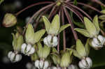 Poke milkweed